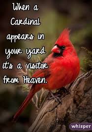 red-cardinal-postcard